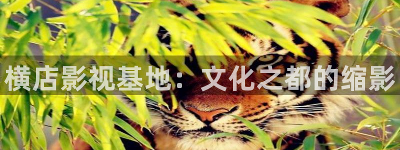爱丫爱丫兄弟影院电视剧免费播放电